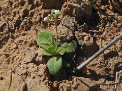 Tomostima cuneifolia