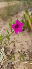 Petunia integrifolia