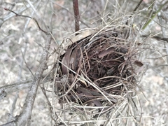 Dumetella carolinensis