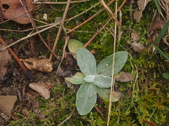 Antennaria parlinii
