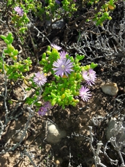 Drosanthemum crassum