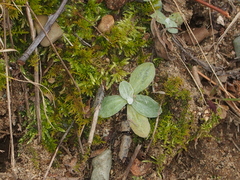 Antennaria parlinii