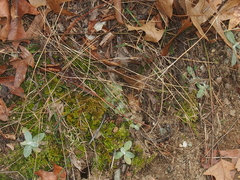 Antennaria parlinii