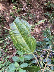 Miconia xalapensis