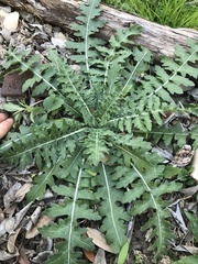 Engelmannia peristenia