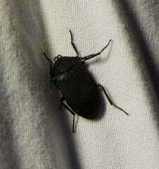 Penthe pimelia