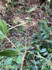 Miconia xalapensis