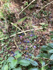 Miconia xalapensis
