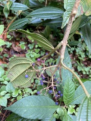 Miconia xalapensis