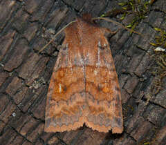 Eupsilia tristigmata