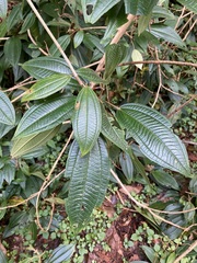 Miconia xalapensis