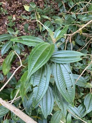 Miconia xalapensis