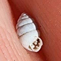 Gastrocopta armifera