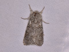 Acronicta tota