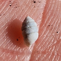 Gastrocopta armifera