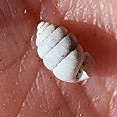 Gastrocopta armifera