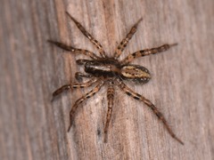Allocosa