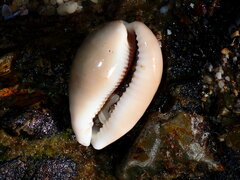 Lyncina vitellus