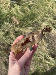 Scyliorhinus stellaris