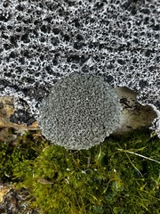 Cladonia strepsilis