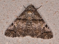 Metria amella