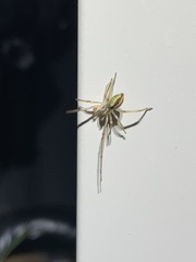 Cheiracanthium gracile