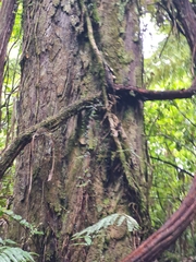 Dacrydium cupressinum