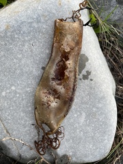 Scyliorhinus stellaris