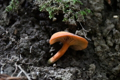 Lactarius aurantiacus