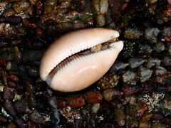 Lyncina vitellus