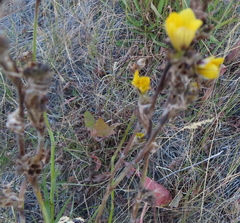 Libertia chilensis