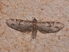 Eupithecia bolterii