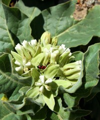 Asclepias nyctaginifolia