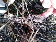 Silphium terebinthinaceum