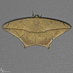 Prochoerodes lineola