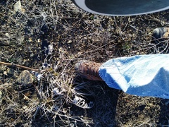 Silphium terebinthinaceum