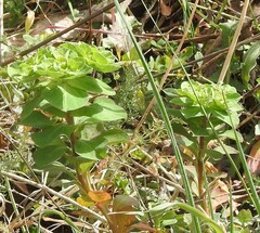 Euphorbia helioscopia