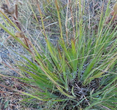 Libertia chilensis