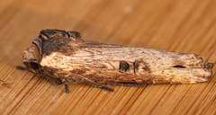 Xylena thoracica