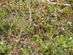 Calendula arvensis