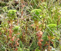 Euphorbia helioscopia