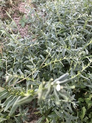 Buglossoides arvensis
