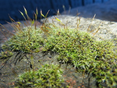 Tortula muralis muralis