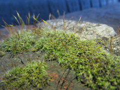 Tortula muralis muralis