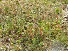 Euphorbia helioscopia