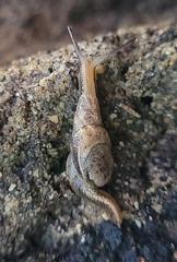 Parmavitrina rubrica