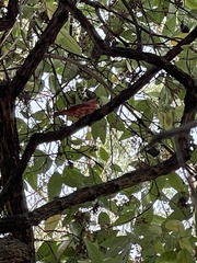 Piranga rubra