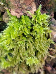 Bryophyta