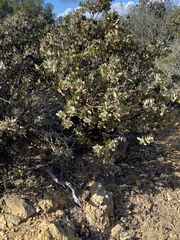 Arctostaphylos canescens