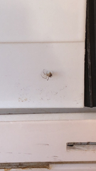 Parasteatoda tepidariorum